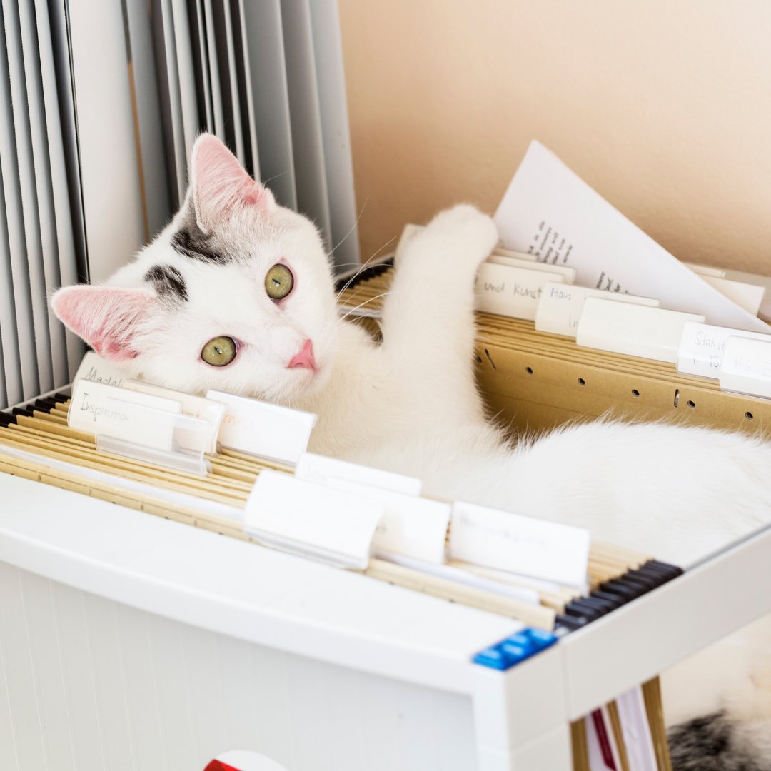 FoundAnimalsOrg's tweet image. We hear it’s #havefunatworkday 🐾. What better way to brighten up your work day than a pet! Whether you work from home or at a pet-friendly office, remember to take a quick break and snuggle a four-legged friend today. We promise it will bring happiness and fun to any workplace.