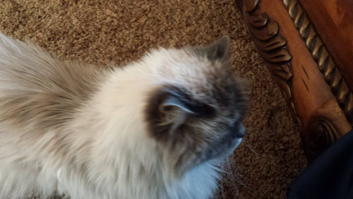 DDog1958's tweet photo. @HenryBo26467437 Sorry for your loss, brother. It’s always tough for me when I lose a dog or cat. I love them both. I lost Shadow (our cat) a few months ago. https://t.co/wX8t0PtywQ