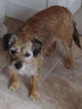 millypod1's tweet photo. 🆘26 JAN 2022. PENNY #Lost #ScanMe #BTPosse
OLDER Border Terrier Female SPAYED
Beaconfield Road/Placket Lane #Yeovil #Somerset #BA20
SIGHTINGS PLZ ☎️07957269904/ 01935 479196
https://t.co/CCnwqlNqE4 https://t.co/0beZ8hCAtO