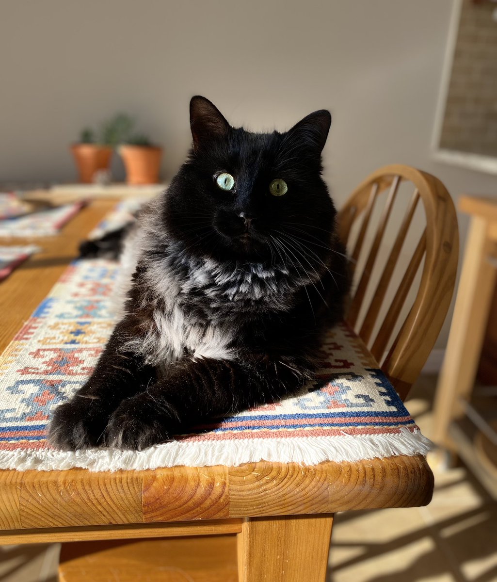 No sooner are the placemats on the table… #catmats #ofcoursetheyaremine #notsupposedtobehere #excuseme