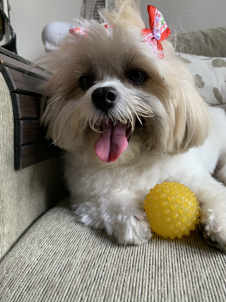 ntorracca's tweet photo. @MulherTamarindo Cora e sua bolinha. https://t.co/Q0l8UR0ZWB