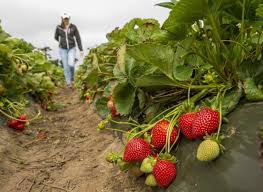 Gail Taylor (@ucldeanlifesci) on Twitter photo The future of our world-leading program in strawberry breeding and genetics. Please consider joining us <a href="/ucdavis/">UC Davis</a> <a href="/UCDavisPlants/">UCDavisPlants</a> <a href="/ucdavisCAES/">CA&ES, UC Davis</a>
lnkd.in/drjbPsbG recruit.ucdavis.edu/JPF04689 #plantbreeding #strawberry #strawberries #ucdavis The future of our world-leading program in strawberry breeding and genetics. Please consider joining us <a href="/ucdavis/">UC Davis</a> <a href="/UCDavisPlants/">UCDavisPlants</a> <a href="/ucdavisCAES/">CA&ES, UC Davis</a>
lnkd.in/drjbPsbG recruit.ucdavis.edu/JPF04689 #plantbreeding #strawberry #strawberries #ucdavis