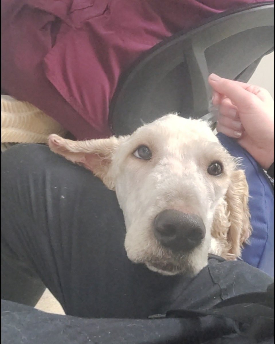 DogDaysRescue's tweet photo. Somebody got his face trimmed! Stable vitals, acting like he owns the vet's office. We have a special surprise for Will's supporters soon. It'll answer the questions we're being asked as well! It's OK to be excited, even #encouraged! #THANKYOU #WillStrong #dogdaysrescue https://t.co/i3lhkcG04n