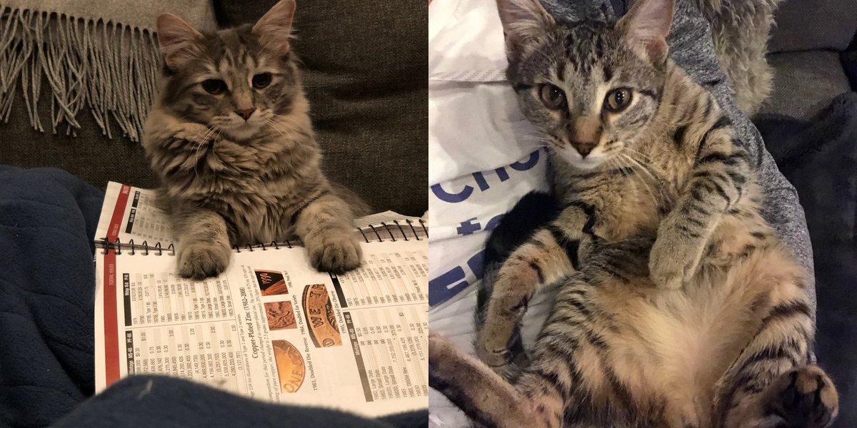 Playful, cuddly, sweet sisters Briar Rose and Maple are on the search for a forever home! 
Interested in meeting the girls,  email info@chicagocatrescue.org.

#AdoptDontShop #chicagoadoptablecats #chicagocats #felinesisters #adoptablepair #chicagocatrescue
