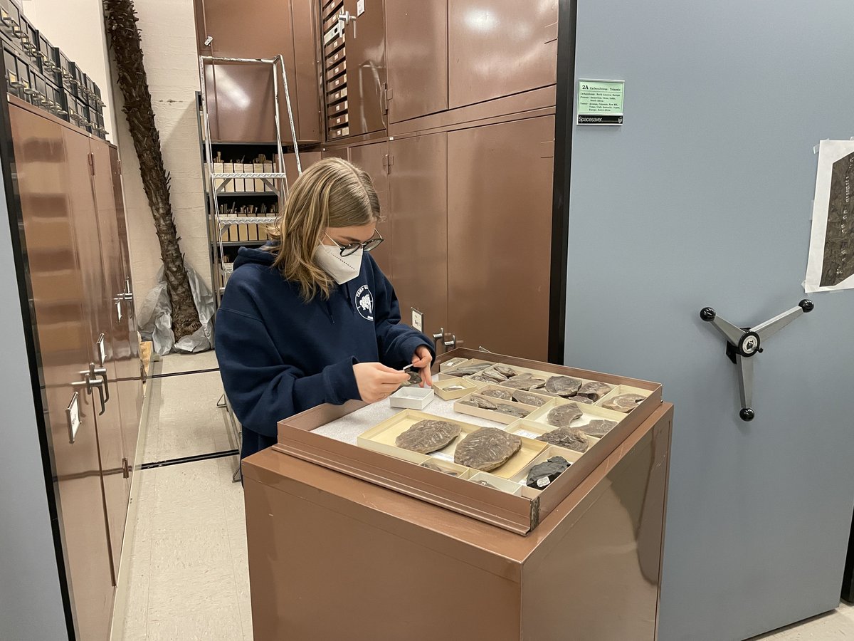 pterido_TCN's tweet photo. Happy #FossilFriday, #FernFriday! UCMP Team Fern is back and in-person. Putting away last semester’s #fossil #ferns to get ready for the new ones. @ucmpberkeley #paleontology #digitization https://t.co/m6VNMU8oCi