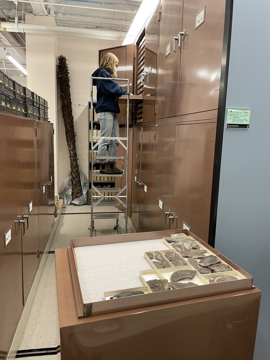 pterido_TCN's tweet photo. Happy #FossilFriday, #FernFriday! UCMP Team Fern is back and in-person. Putting away last semester’s #fossil #ferns to get ready for the new ones. @ucmpberkeley #paleontology #digitization https://t.co/m6VNMU8oCi