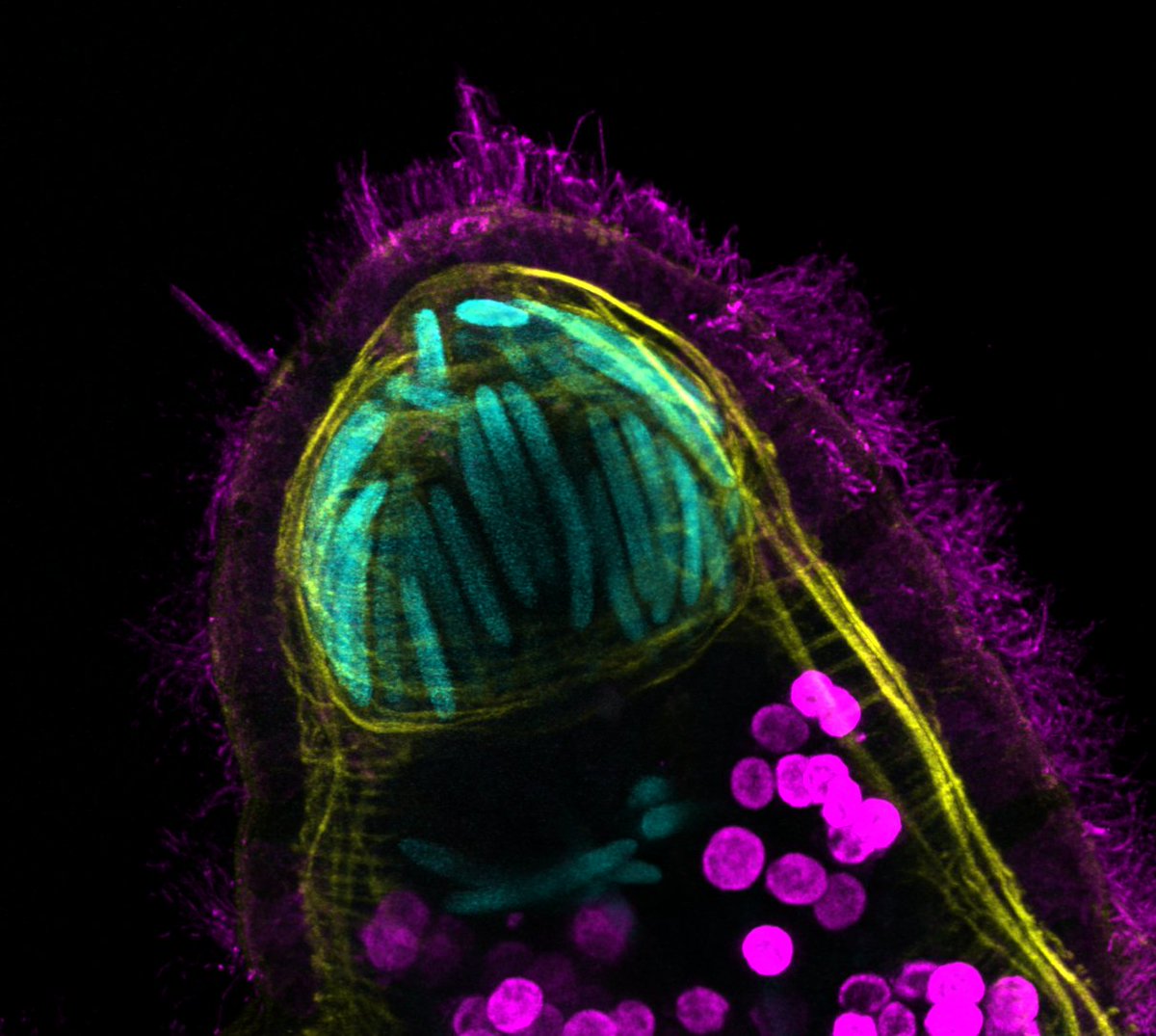 Dr. Jessica Goodheart (@sluglife28) on Twitter photo Our manuscript on nematocyst sequestration and development in the nudibranch Berghia is available as a preprint! Thanks to <a href="/Vane_Barone/">Vanessa Barone</a> and <a href="/DeirdreLyonsPhD/">Deirdre Lyons</a> for their contributions. As seen at #SICB2022 @lab_lyons <a href="/Scripps_Ocean/">Scripps Institution of Oceanography</a> <a href="/SICB_DEDB/">SICB_DEDB</a>
doi.org/10.21203/rs.3.… Our manuscript on nematocyst sequestration and development in the nudibranch Berghia is available as a preprint! Thanks to <a href="/Vane_Barone/">Vanessa Barone</a> and <a href="/DeirdreLyonsPhD/">Deirdre Lyons</a> for their contributions. As seen at #SICB2022 @lab_lyons <a href="/Scripps_Ocean/">Scripps Institution of Oceanography</a> <a href="/SICB_DEDB/">SICB_DEDB</a>
doi.org/10.21203/rs.3.…