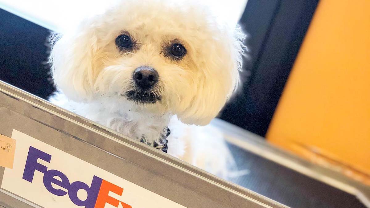 FedEx's tweet image. Our office had a fluffy visitor! 🤗🐶#NationalHaveFunAtWorkDay
