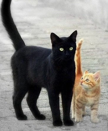 catboyrogers's tweet photo. https://t.co/sWETbYxgr3