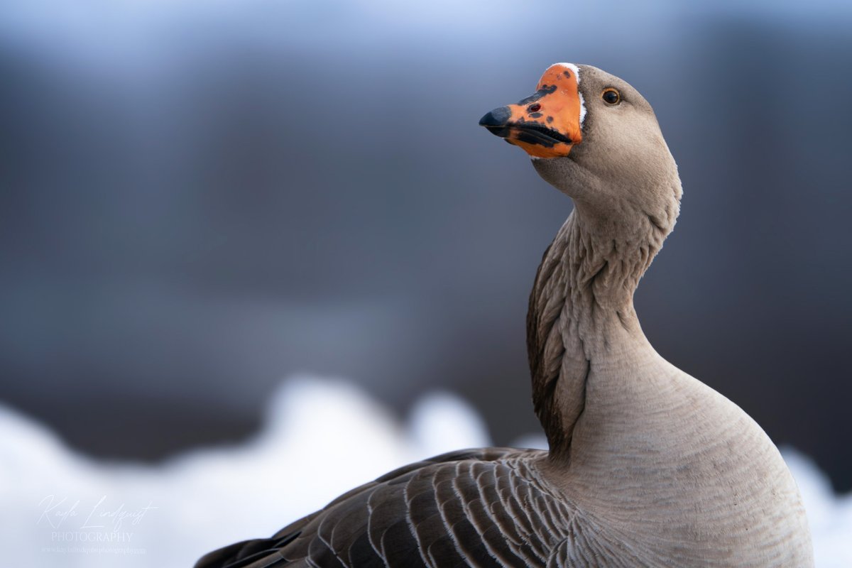 kaylalindquistphotography.com
 
Greylag goose portrait. I've been trying to figure out what to name him...I'm currently leaning towards Bruce, because it rhymes with goose. Let me know if you have other ideas. 

#wildlife #birds #bird #birding #birdphotography #wildlifephotography