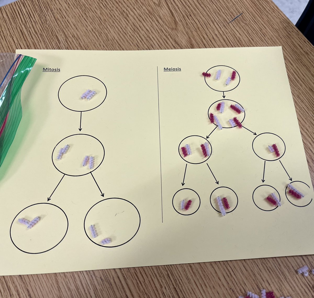 avilamd's tweet photo. Biology students are practicing with meiosis and mitosis. #cell division #chromosomes #KISDlabstar @KISD_Science @KHSIndianNation https://t.co/Tvp5gfRfgN