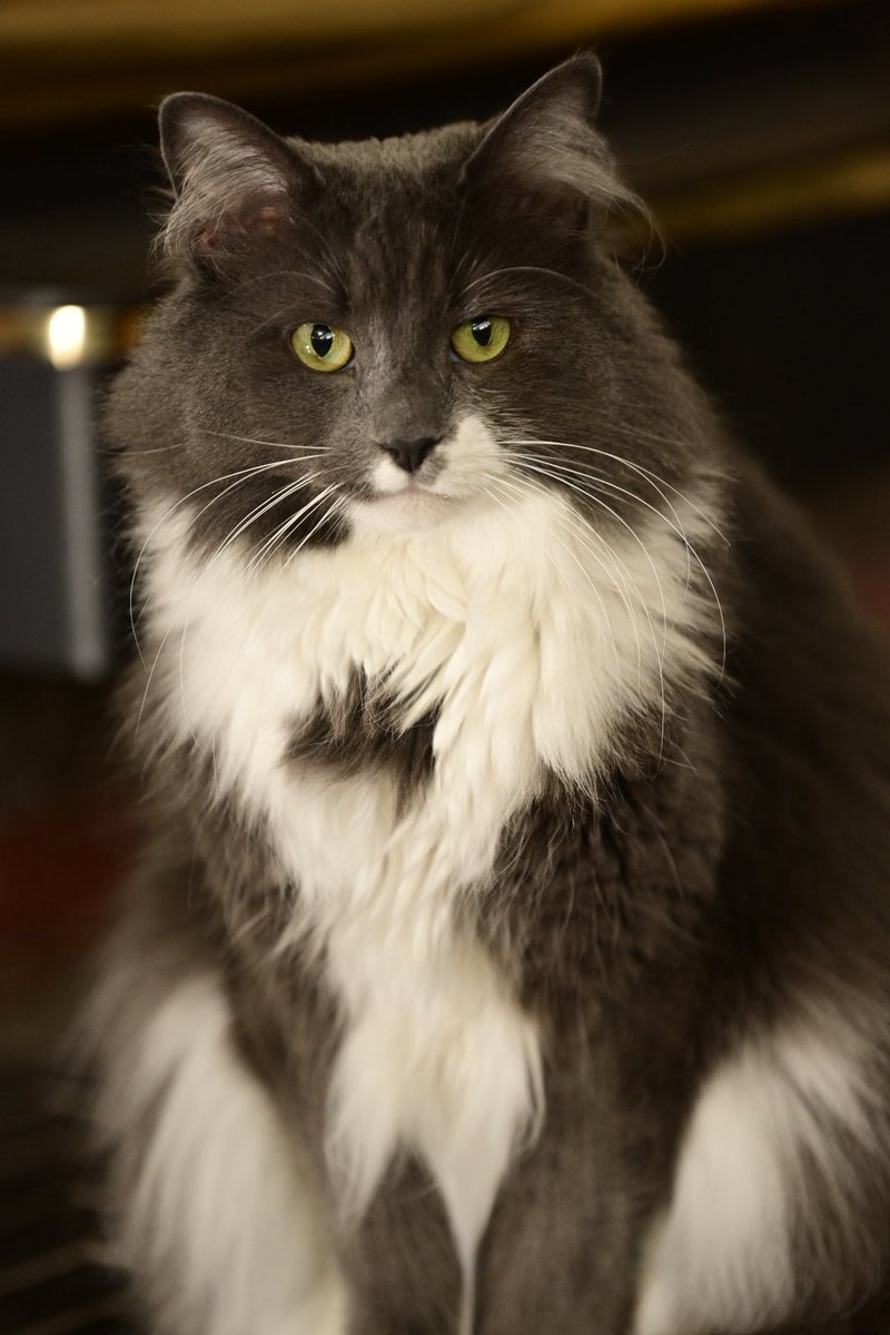 DexterCat4's tweet photo. @randrporter She looks like my sis Wendy. https://t.co/oH8GKiqrTs