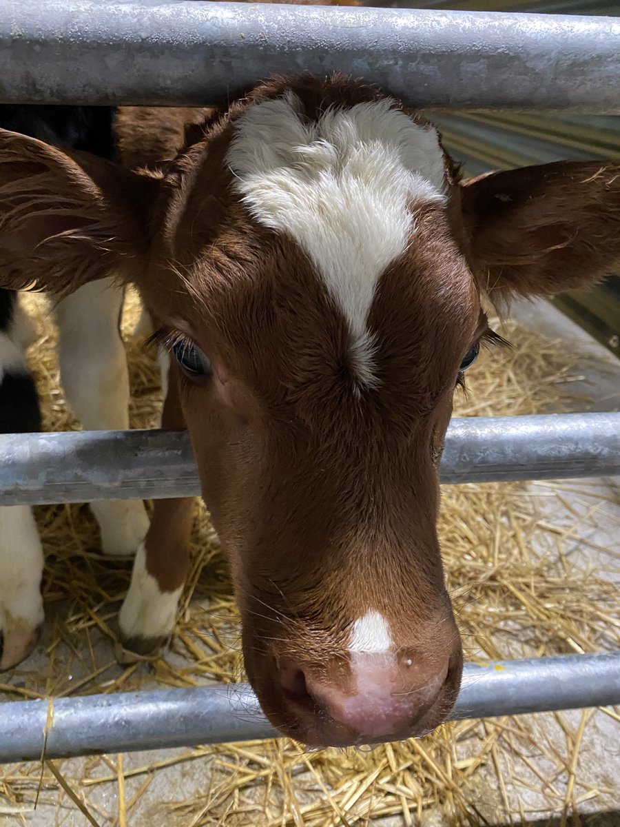 Ross Hamilton 🐄☎️🐄☎️🐑🦃🐓 tweet media
