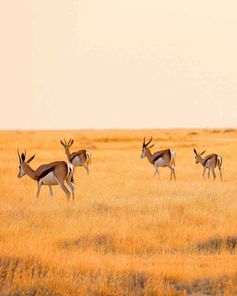 Sunset walk in Etosha 🌾 #namibie #etoshanationalpark #antilope #springboks #safari #africa #sunsetphotography #namibiaroadtrip #namibiatravel #namibiatourism instagr.am/p/CZSPkkps3kY/