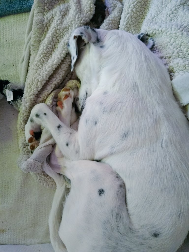 Tomorrow mom will have her first day off work in 2 weeks, so we are pretty excited about It! We will sleep, go for a long walk, sleep, cuddle in the sofa, sleep, see Nana and Grandpaw... And... Oh, yes did I already say sleep?!🤣
Indeed I've started practicing the sleeping part🤭