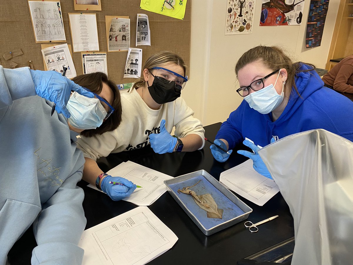AHSGriffin's tweet photo. Highlights from our mollusc dissections this past week! 🦑 #happyasaclam #yougottabesquiddinme https://t.co/n1JLCWQdBi