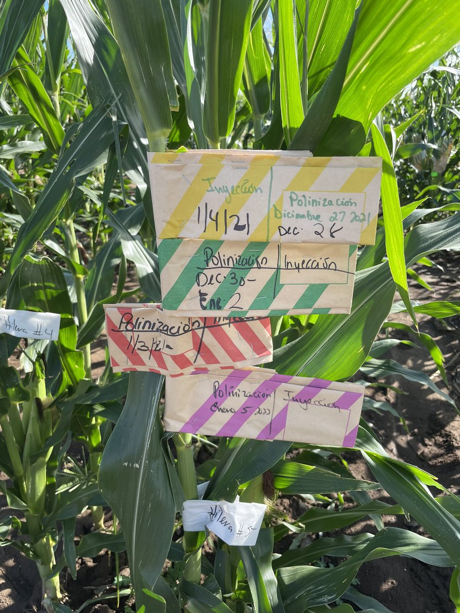 Busy season at the Illinois Crop Winter Farm in Puerto Rico.
