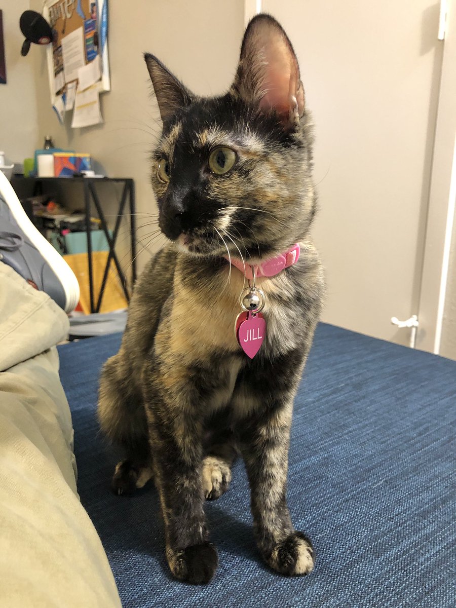 jackmyerphoto's tweet image. ut twitter moots, my kitty got out last night :( if you see her or find her in the west campus/university area pls dm me! (she won't have her collar, it fell off)