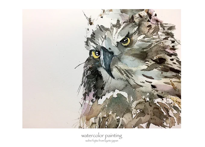 京都市動物園のクマタカ。キャンソン ムーラン・ドゥ・ロワのカスカスした感じが好き。#Watercolor #スケッチ #水彩画 #淡彩略画 #生徒募集 #透明水彩 #京都水彩画塾  #水彩画ワークショップ  #水彩画教室  #京都の絵画教室 