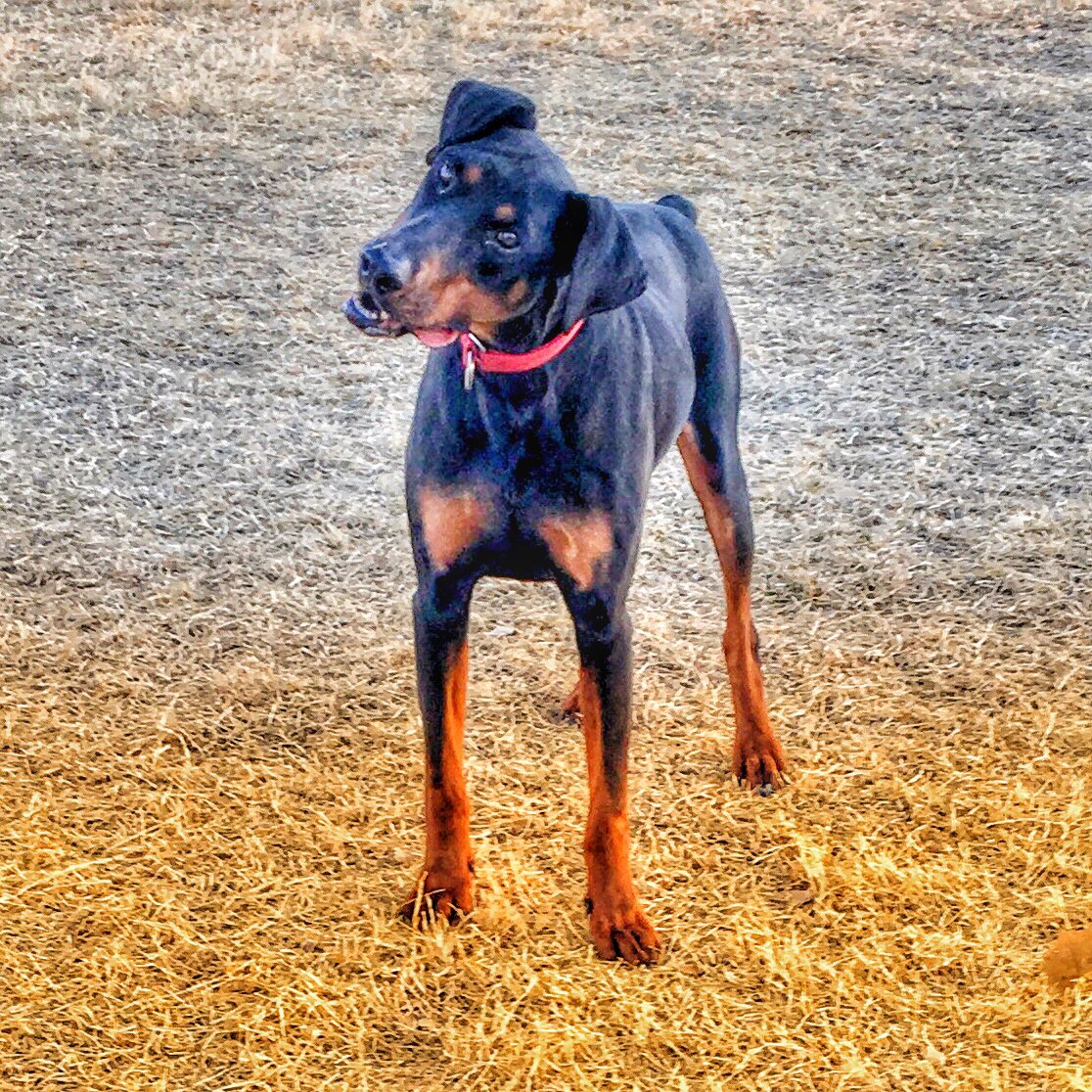 PapaDobie's tweet image. Oh hey…
I’m handsome and available 🐾🐾
~Booda 
adoptapet.com/pet/29516659-B… #dobermanrescue