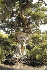 DeborahEsther19's tweet photo. #Pensamiento 
👉🏼 #arboles que nacen torcidos jamás su tronco enderezan
Tamos claros de eso
 Pero.... 😖hay niveles de torcedura  inimaginables yo creo que ni que existiera la  reencarnación 
Es como gallina que fome huevo ni que le quemen el pico va a cambiar 🙄😒 https://t.co/uiZsZiGcFA