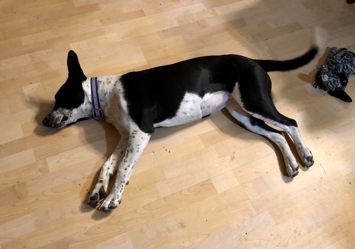 End of day 1 of clicker expo feeling.