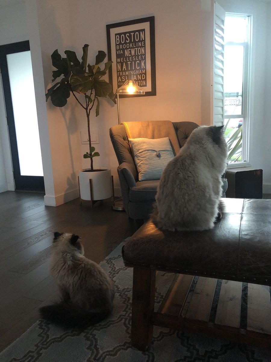 MigsRunner's tweet photo. Evening contemplation. #CatsOfTwitter #CatsOnTwitter #MIGS #MIGSlife #gynfluencer #CatAndHome @AshleyGWinter https://t.co/PkscPhyGov