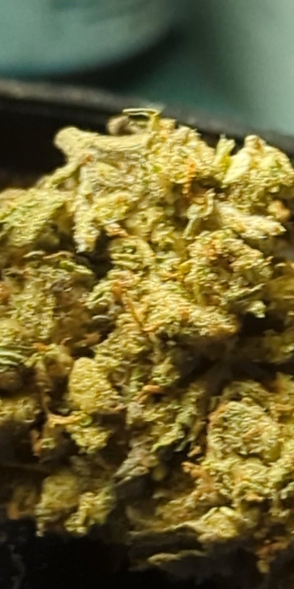 AmeriCannaBlunt's tweet photo. @LARRYIRBY6 @AATFP @stoneteacher420 @jfuzz19 @BFO5O6_v2 @DucktheRoofer @tnbnatural @GrowBigBuds @Godzmazter @jen_wrightcr @NaturalLady4 @greenthumbrn_b @stonahs420 @Mr_BurnDatloud2 @AlluraIsBrite @PaulaSt53655441 @lanni_1503 @LongHaired_One @NorCalStoner420 @TheHandyPucker @OldDominionFarm @WaxNax @johnshute_ @ChefJoeette Hola Fam ♥╣[-_-]╠♥
Can you tell I dipped into sherbet OG 🔥💨💨💨💚
#Cannatonic (✿ ♡‿♡) https://t.co/qY7Q0F1P9I