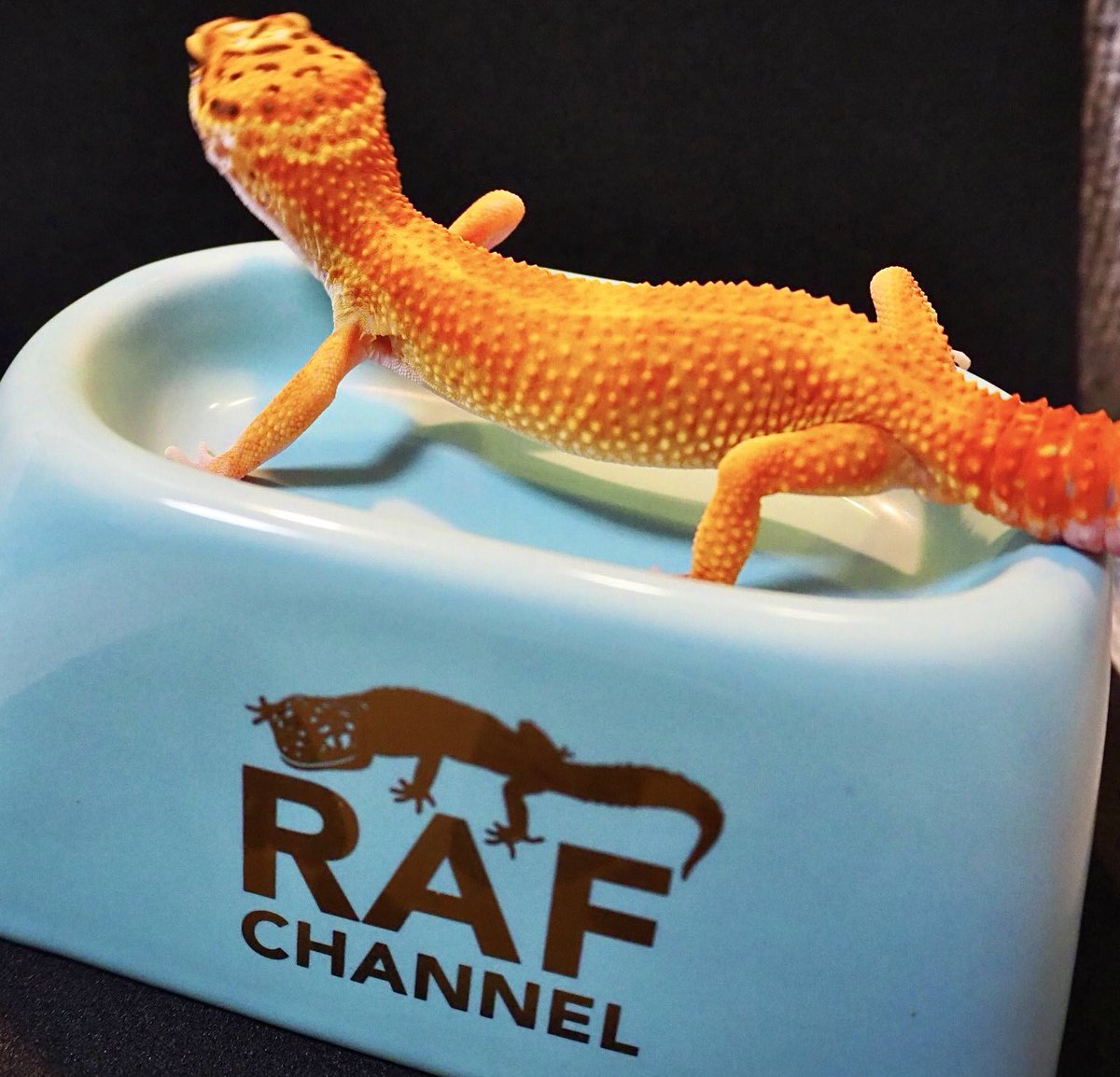 貴重 絶版 aisuru アイシェルター ishelter 爬虫類 レオパ 【公式通販】