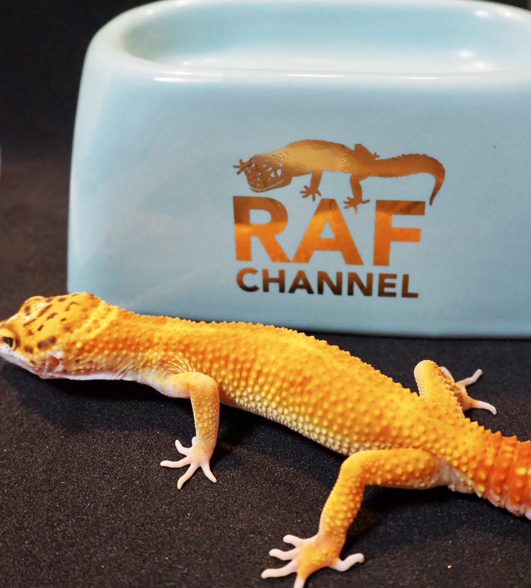 貴重 絶版 aisuru アイシェルター ishelter 爬虫類 レオパ 【公式通販】