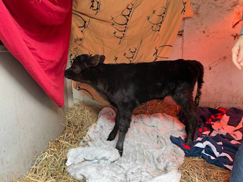 HcpsLearning's tweet image. Ok we are looking for potential names for the newest member of the family! Send your suggestions! @hcps_va @STEM_HenryCoVA