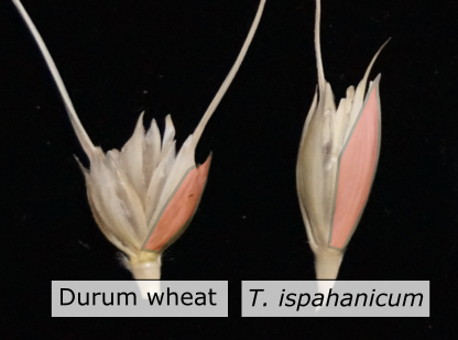 AndyChen_Wheat's tweet image. We are excited to share our recent work on the wheat subspecie, 𝘛. 𝘪𝘴𝘱𝘢𝘩𝘢𝘯𝘪𝘤𝘶𝘮. It is a tetraploid wheat endemic to Iran and was first characterized in 1958 for its elongated glumes and grains. Our study maps the P2 locus that gives it its characteristic trait. 1/n