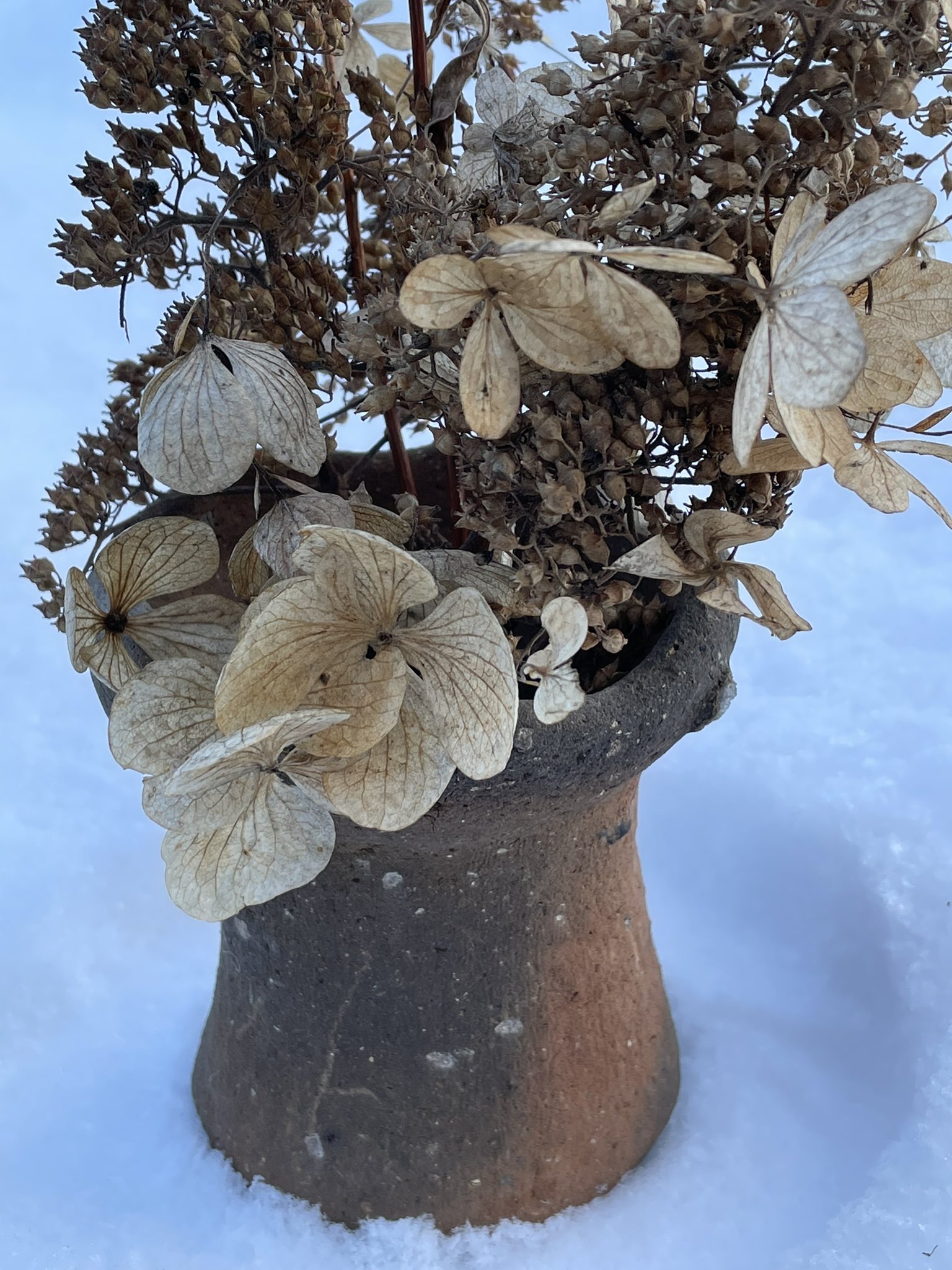 تويتر Koji على تويتر 自作の土器にサビタの花 サビタの逸話に 不都合な約束の期限に サビタの花が散るまでに サビタの花は 枯れても散らない 約束は無期限 T Co B2w6cx3pzv