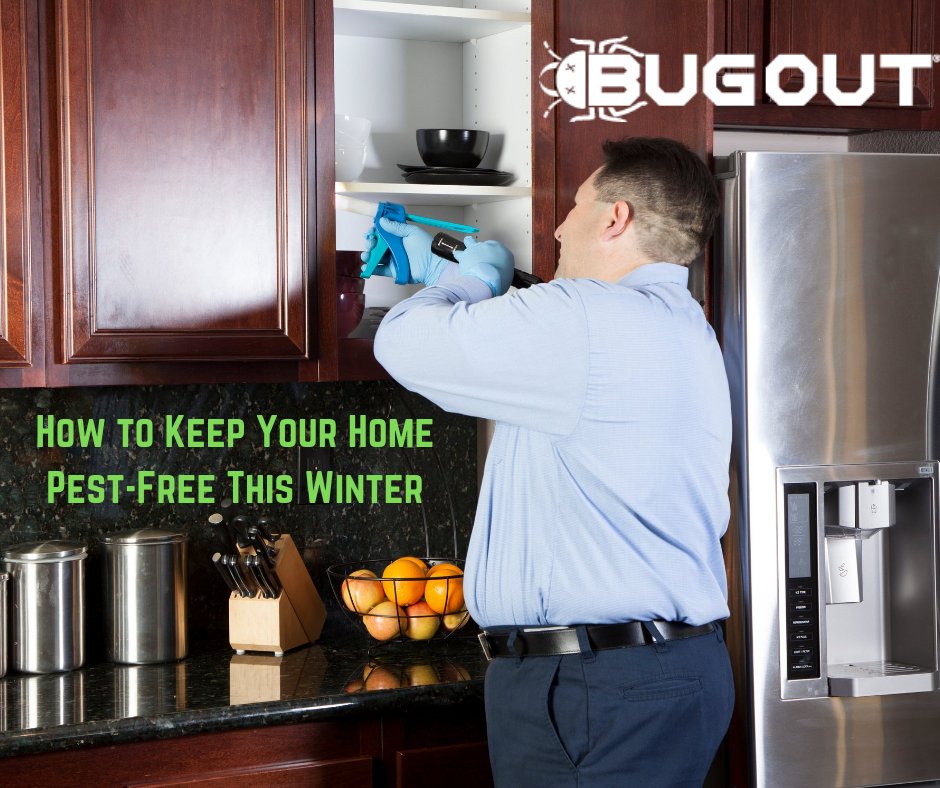 BugOut_Service's tweet image. Looking For Ways to Keep Your Home Pest Free This Winter? Read Tips Below!

Need Pest Control? Visit bugoutservice.com NOW! 

Article:
thurstontalk.com/2022/01/14/how…