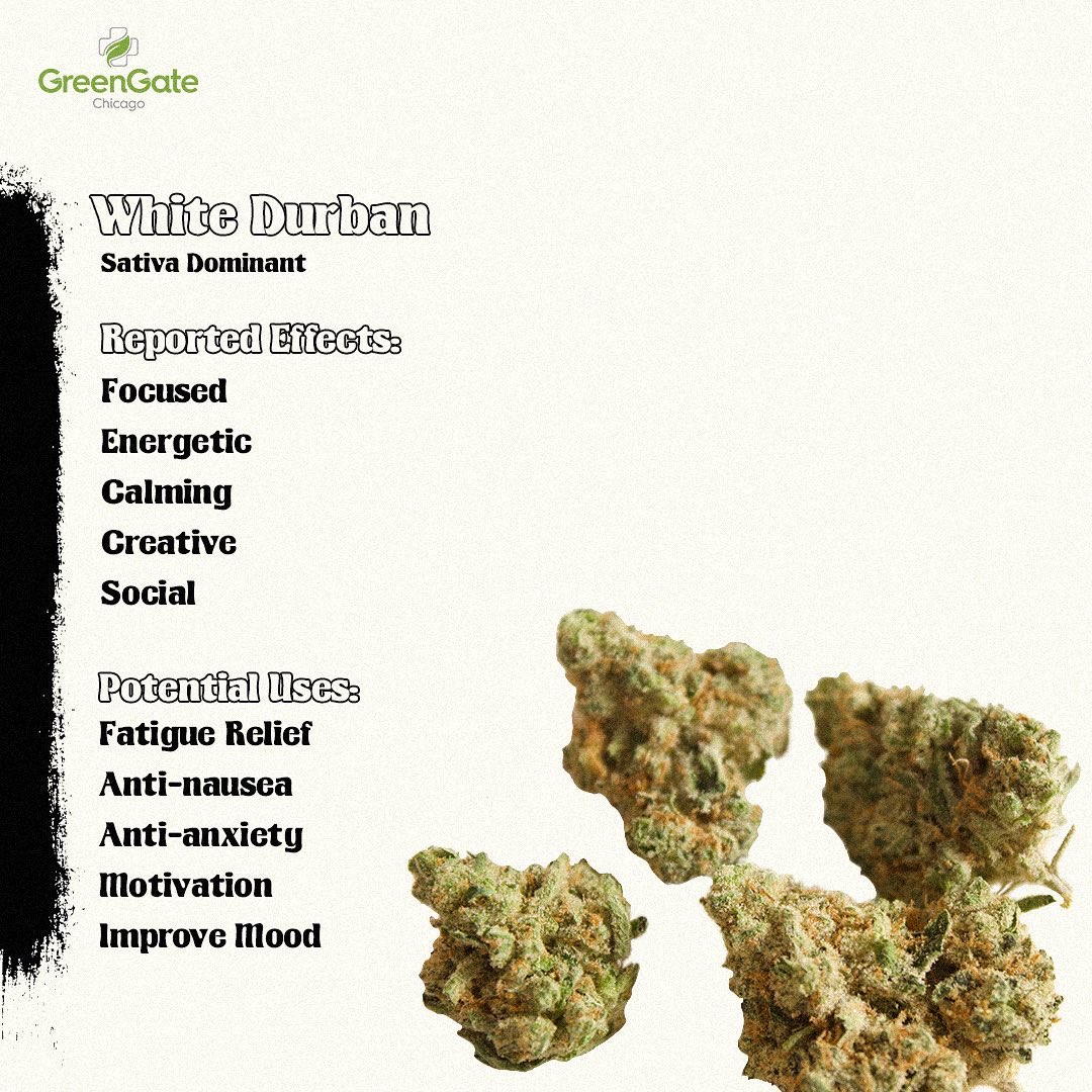 Instant classic. 🔥🐩🌿 White Durban, a cross of longtime staples White Fire OG and Durban Poison, is a new, sweet sativa treat from <a href="/rythm_official/">Rythm</a> ✨🌱 This strain is expected to regularly test around 30%, making this ideal for those who need potency. Read more on our Insta! 📷