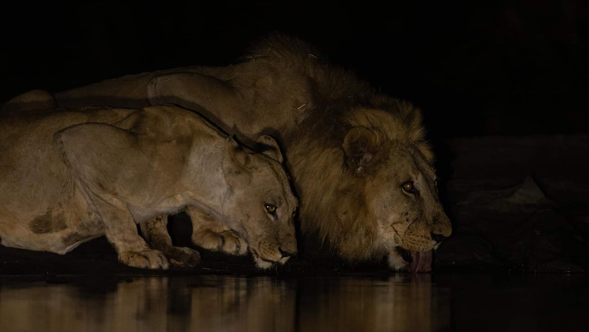 As night falls, the king of #ZimSafari comes to life! Did you know lions have impressive binocular vision which make them exceptional night hunters!?
#NightSafari
#KavingaSafariCamp
#VisitZimbabwe
#AWorldOfWonders 
📸 Clyde Elgar