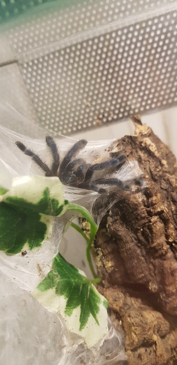 Arachneed_'s tweet photo. #Caribena #versicolor https://t.co/TR8tsa5nqV