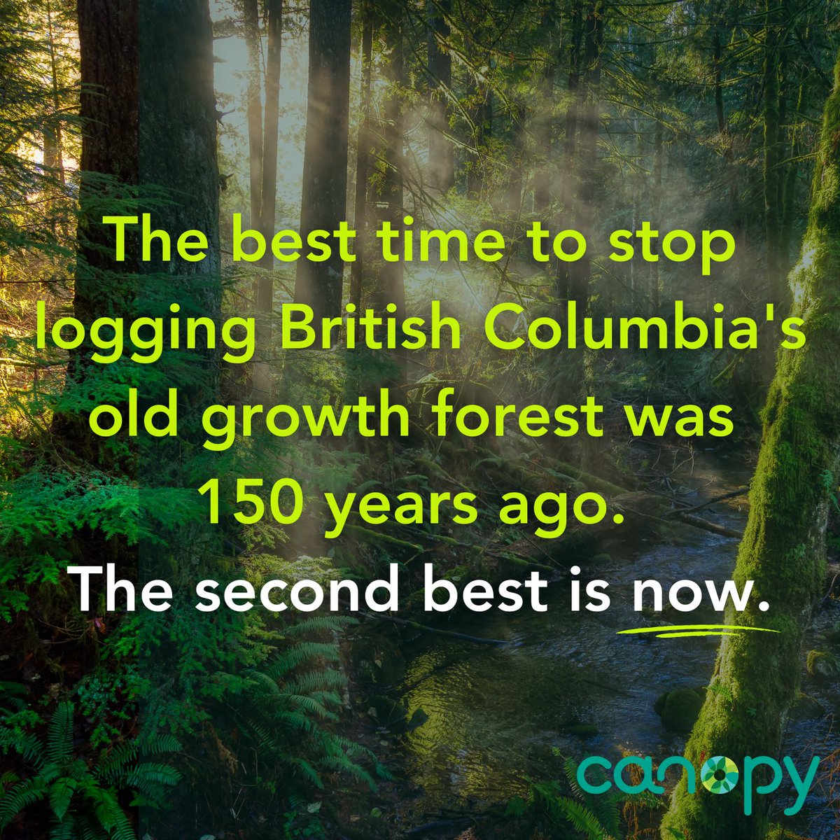 Canopyplanet's tweet photo. There's no time like the present to preserve the last 3% of old growth forest in British Columbia. Let's do all we can to keep Ancient and Endangered Forests standing. | #WorthMoreStanding #bcpoli https://t.co/3AIJPan49k