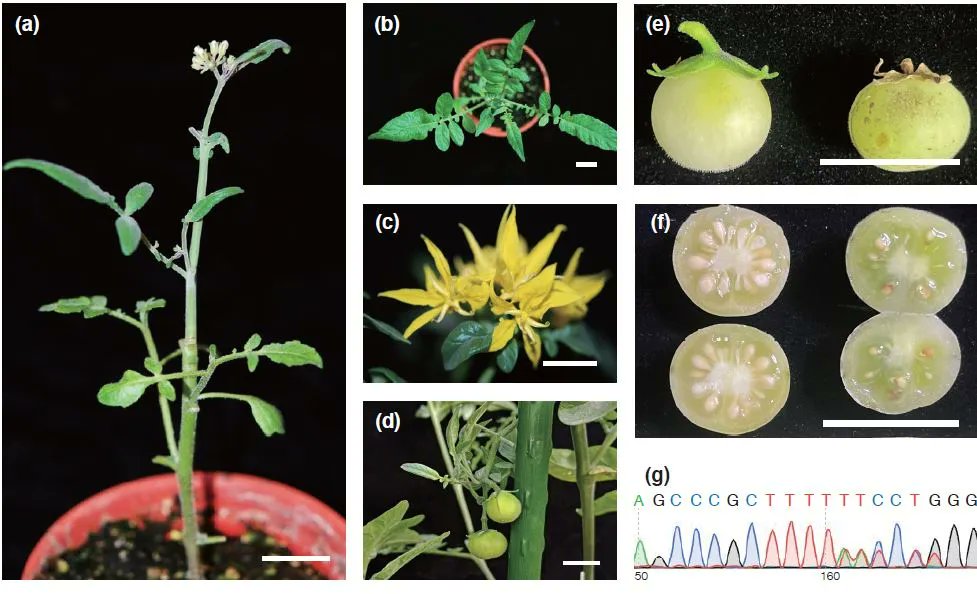PlantPhys's tweet photo. DNA-free CRISPR-Cas9 gene editing of wild tetraploid tomato Solanum peruvianum using protoplast regeneration @plustw #PlantSci https://t.co/owf0cQ6T1U https://t.co/EyEoD9JR7z