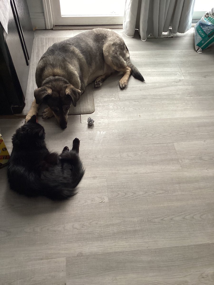 RebelsRainbow's tweet photo. Sir Oliver says, βI dare you to mess with my toy, make my day!β #lgbtqpets #catdog #rescueanimals #writerpoet #writer #poet #author https://t.co/MHMMoYNQWL