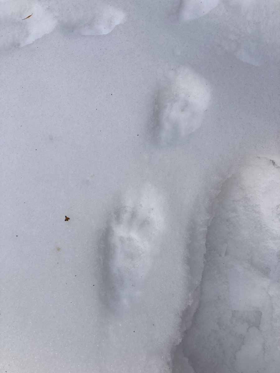 petroyberg's tweet photo. Animal Tracking started today at JRB. Dens, tracks and happy students https://t.co/07yIdFJjth