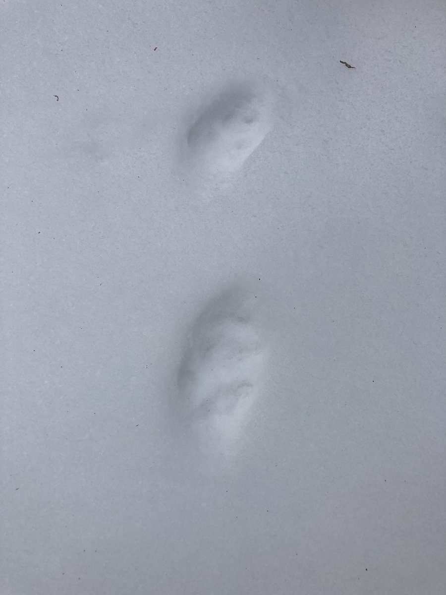 petroyberg's tweet photo. Animal Tracking started today at JRB. Dens, tracks and happy students https://t.co/07yIdFJjth
