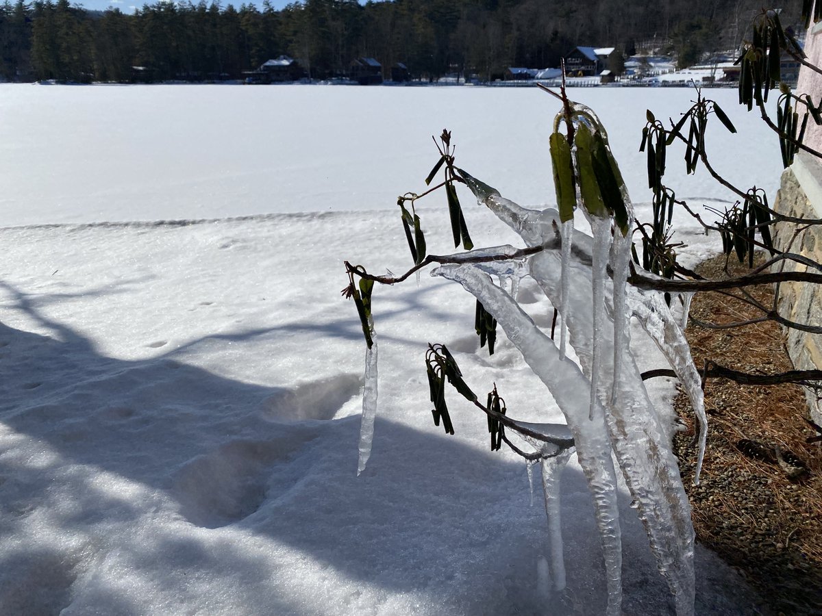 The_Sembrich's tweet photo. The wintry landscape is so wonderful, but it sure is chilly! This icy rhododendron is looking forward to spring! 🥶🥶🥶
#Nature #Adirondacks #Sembrich #ADK #LakeGeorge #BoltonLanding #Snow #Snowy #Winter #Chilly #WinterWonderland https://t.co/tNavW73fjL