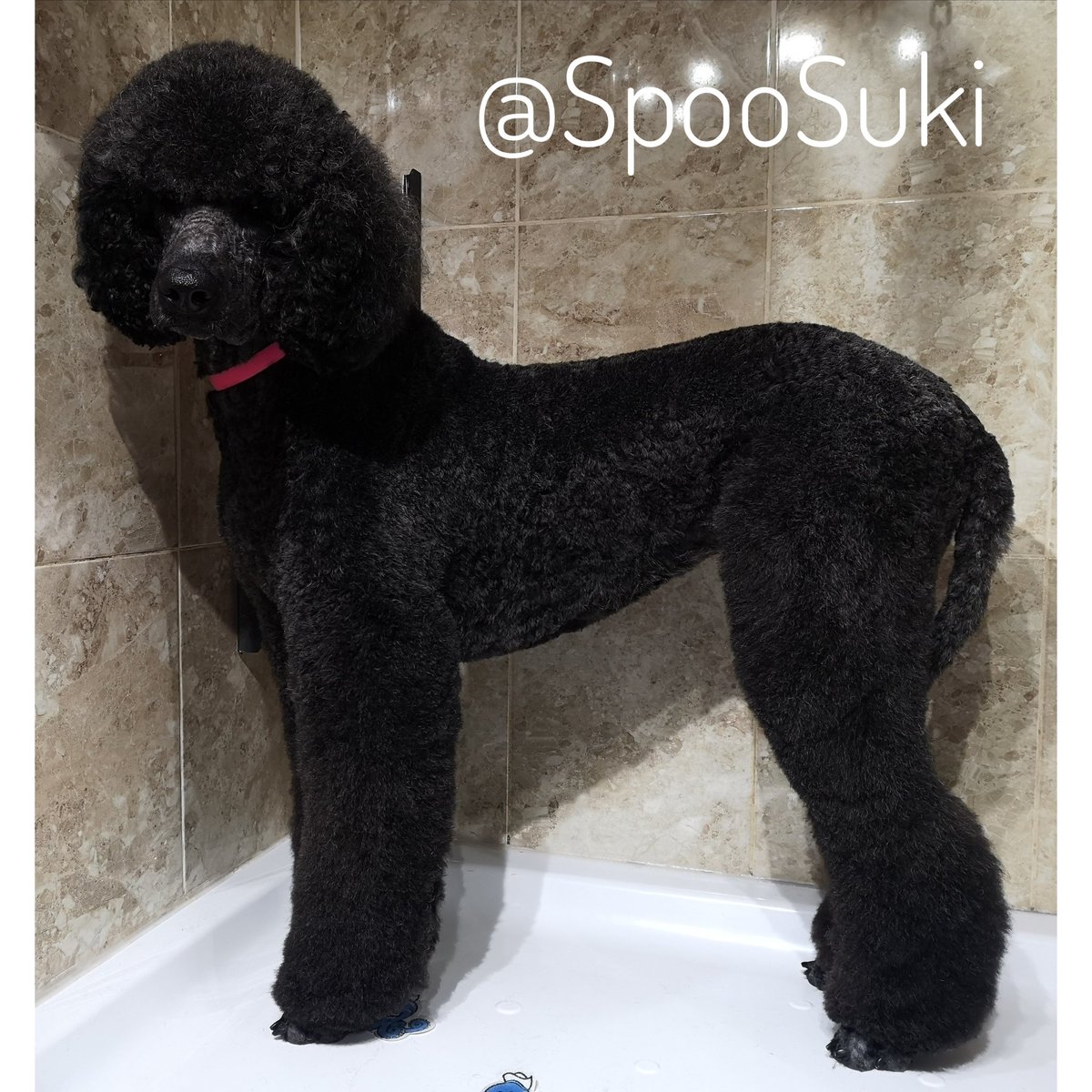 3 stages of my groom: filthy, clean &amp; finished. I'm tired now 😴
#StandardPoodle #Poodle #DogsOfTwitter