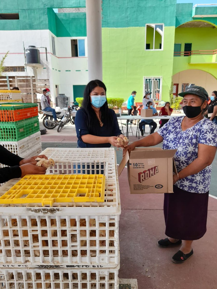 afodepoac's tweet photo. De la mano Ibeth Jiménez Reyes, Presidenta Municipal de San Agustín Amatengo, Ejutla de Crespo, #AFODEPO llevó el Programa de “Apoyo a Familias para la Producción de Huevo y Carne en Traspatio".           @JmzIbeth @Anna_Martha_J @AfodepoN @psicluis222 @LuzArag61142325 @REO_LIBRE https://t.co/Oot4IewuMW