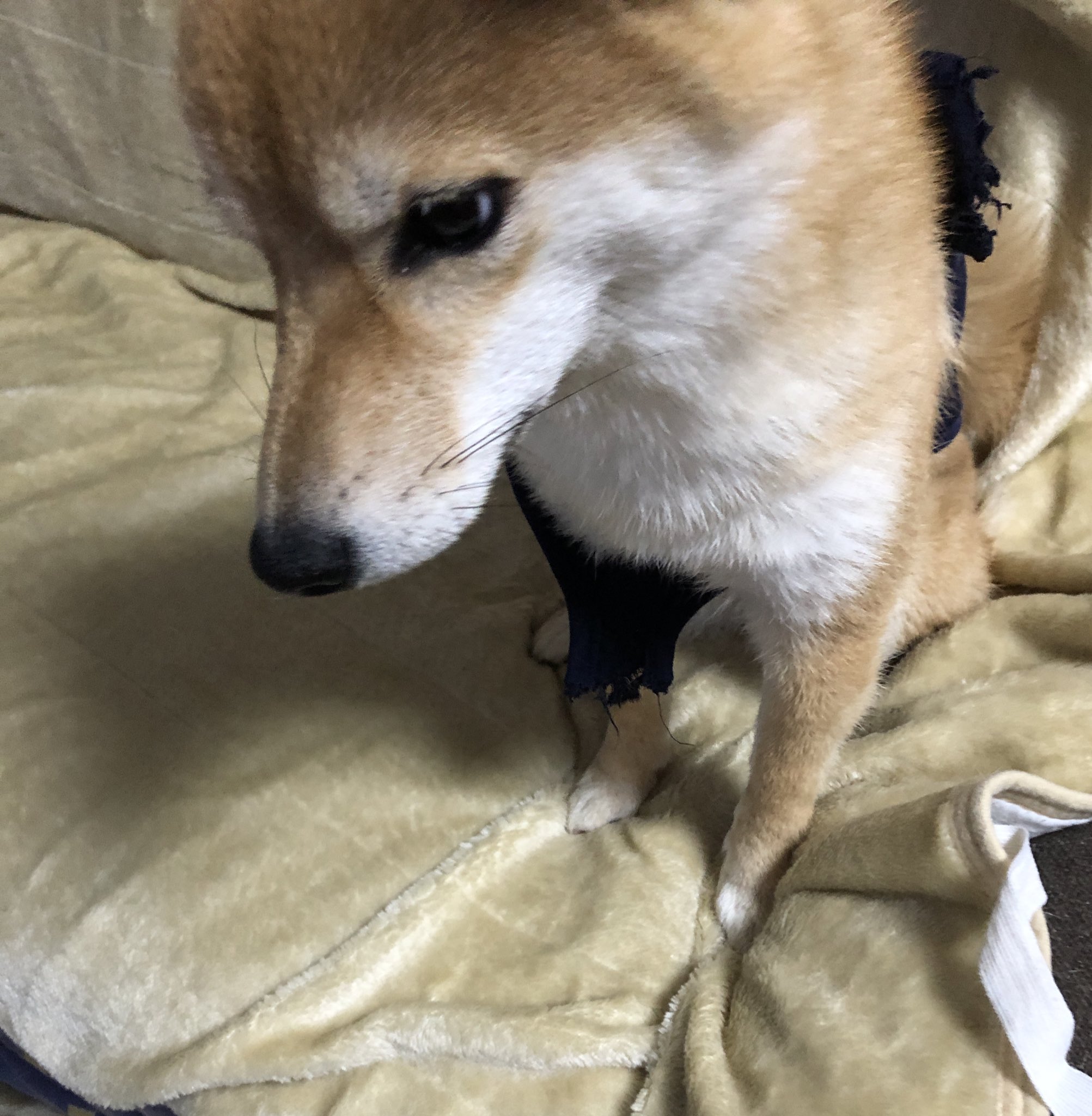 ワイルドドッグ Twitter Search Twitter