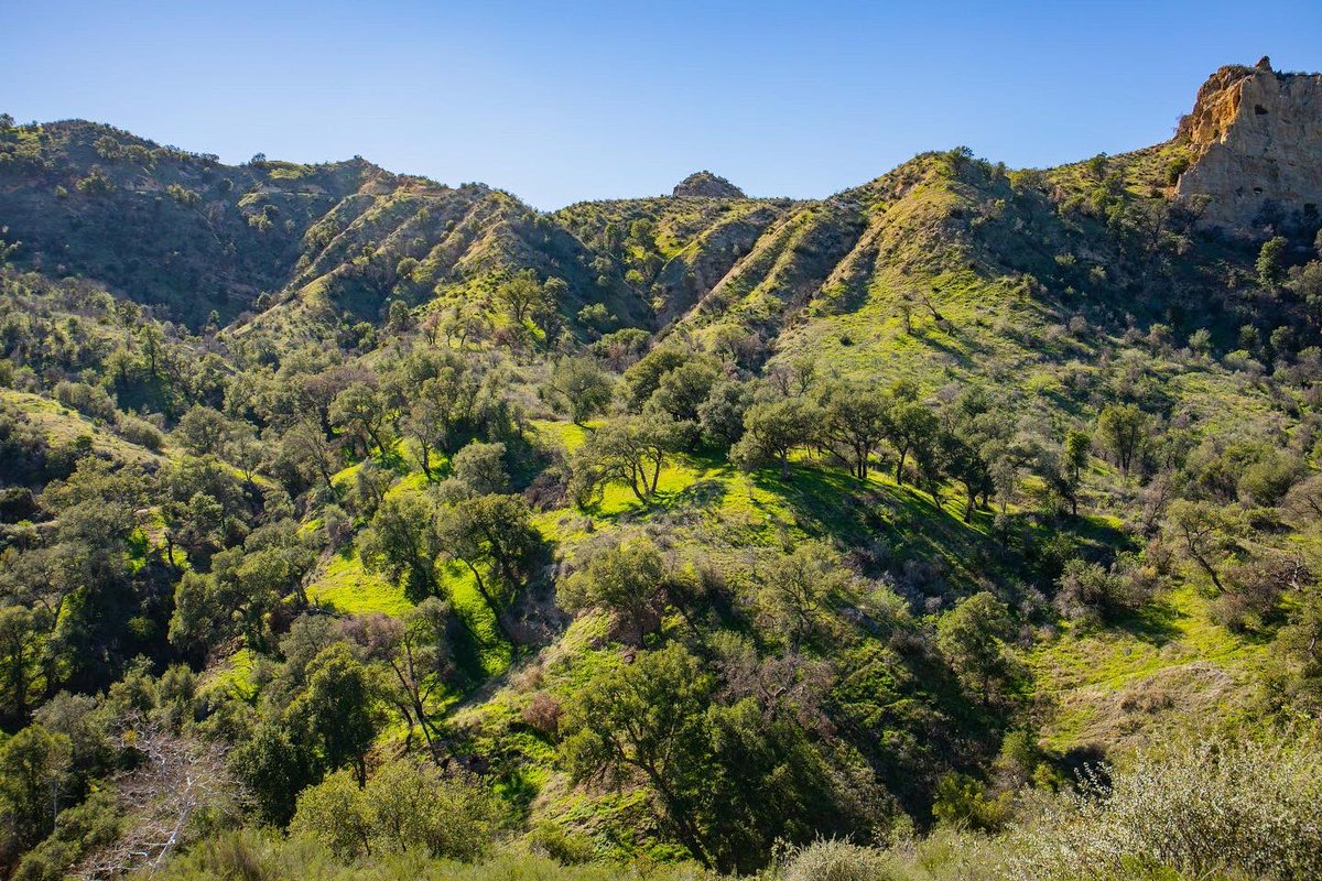 santaclarita's tweet photo. Get outside and explore the gorgeous green mountains this weekend! Head over to the @HikeSCV for trail ideas, information and wildlife photos! #hikescv #hike #getoutside https://t.co/hunnDgkQe0