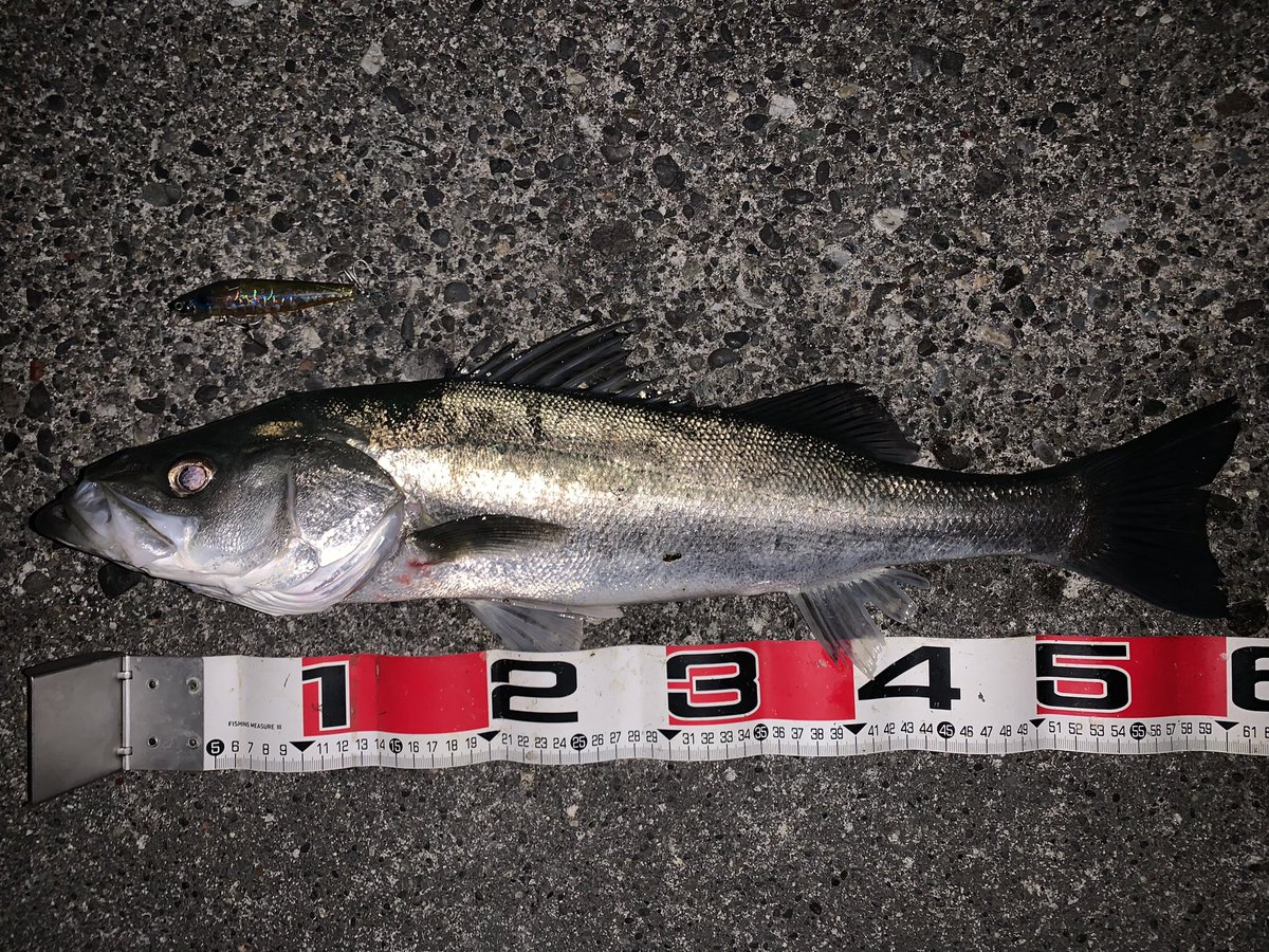 usageccyu33's tweet photo. 昨夜も浜名湖シーバスへGO！
下げいっぱいからスタートして３時間勝負。
57㎝、60㎝、64㎝の3本&amp;1バラシ。
せっかくのヒットルアーが最後はリーダー切れでバビューンって殉職で終了泣。
でも楽しかったぁ！
#浜名湖シーバス https://t.co/gGu4a3CJGE