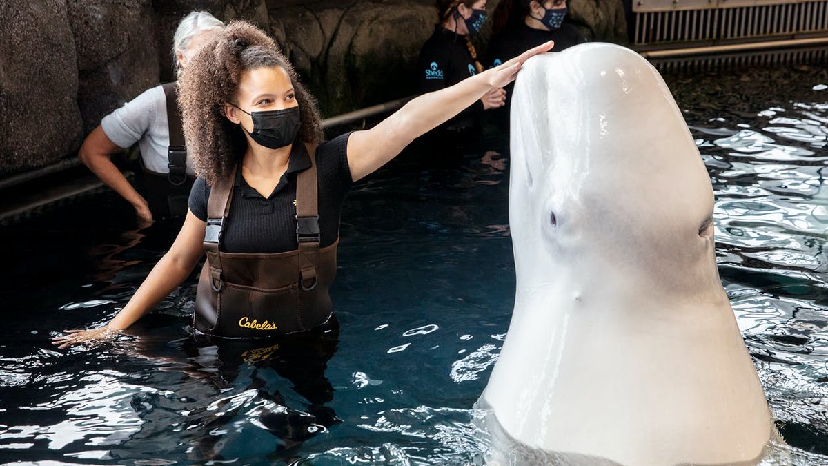 CP_Chicago's tweet photo. Looking for an extraordinary experience that brings you closer to the aquatic world? Check out all the amazing animal encounters at the @shedd_aquarium !
Read all about it on our website: https://t.co/5Ohm2nlUu4
#conciergepreferred #chicago #sheddaquarium https://t.co/xETBPMtZUU