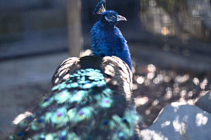 クジャクのtwitterイラスト検索結果